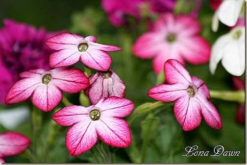 تنباکو زینتی